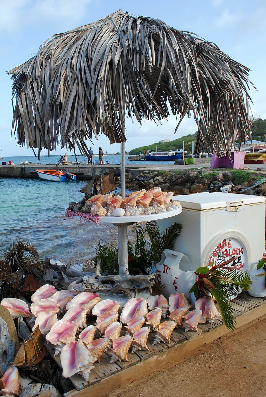 souvenir, shells, conch, tropical, water, seaport, kitschy HD wallpaper