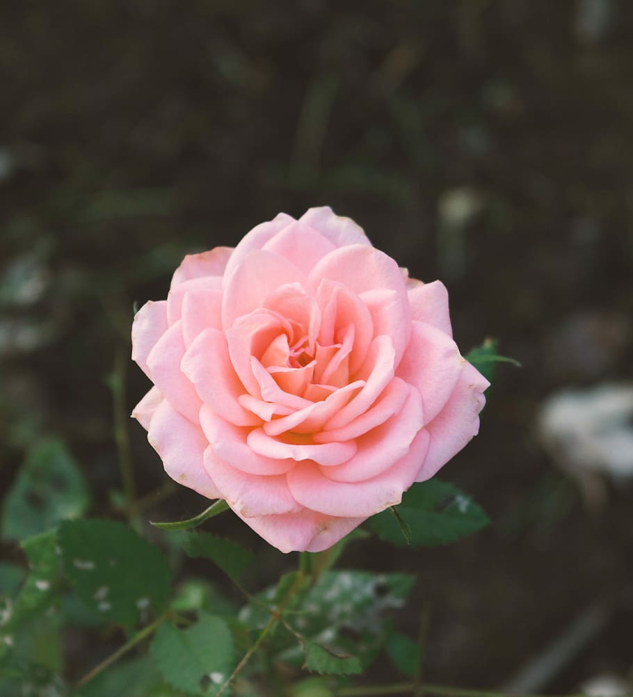 pink carnation flower, selective focus photography of pink rose in bloom at daytime HD wallpaper
