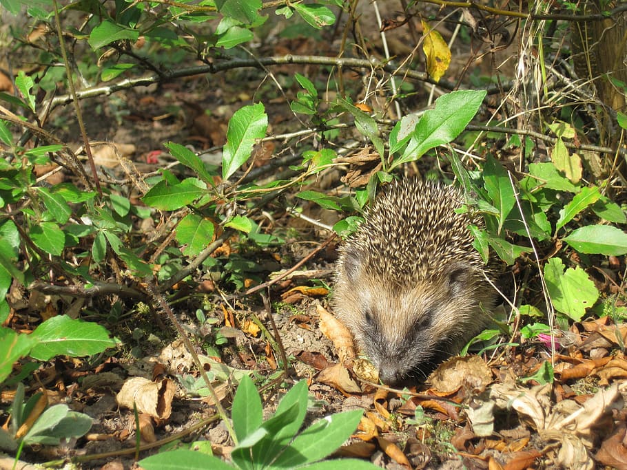 hedgehog, young hedgehog, spur, hedgehog child, foraging, animal world