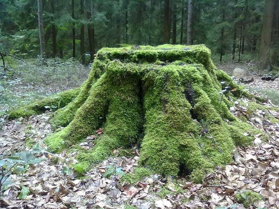 green tree trunk surrounded by trees during daytime, tree stump HD wallpaper