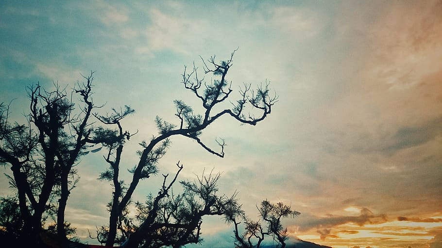 Sunset, Tree, Landscape, Pastel, sky, background, silhouette HD wallpaper
