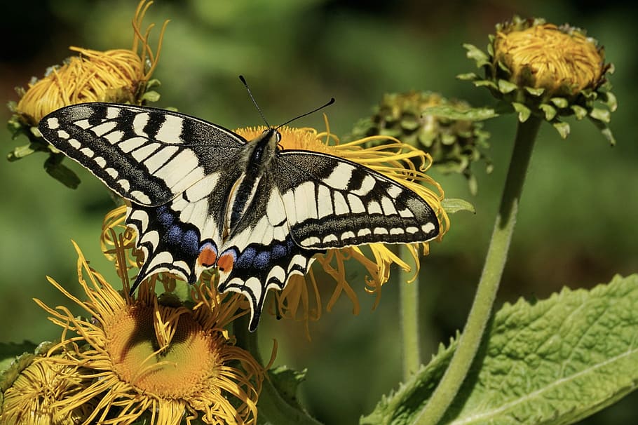 Eastern tiger swallowtail butterfly perching on yellow flower, HD wallpaper