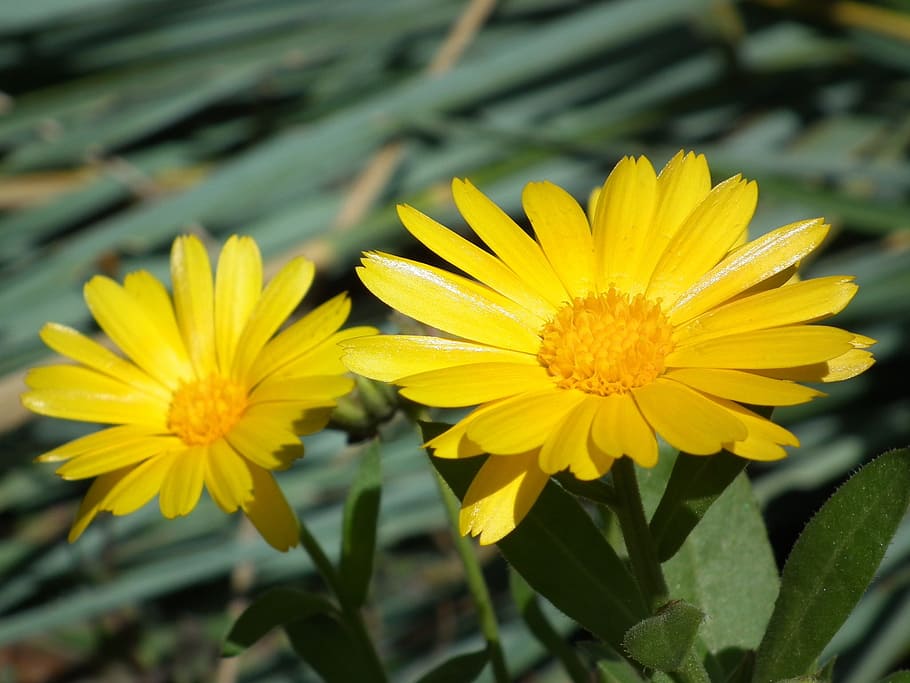 flower, yellow, calendula, bright, garden flower, summer, summer flowers HD wallpaper