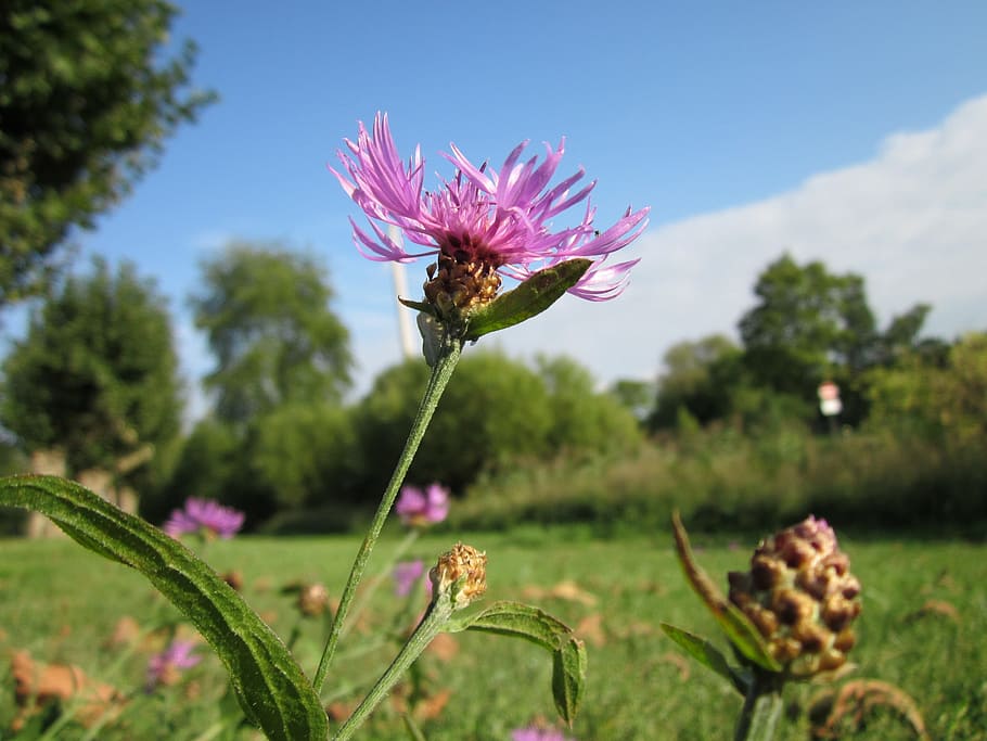 Centaurea Jacea, Clouds, Plant, sky, plants, flower, flowers HD wallpaper