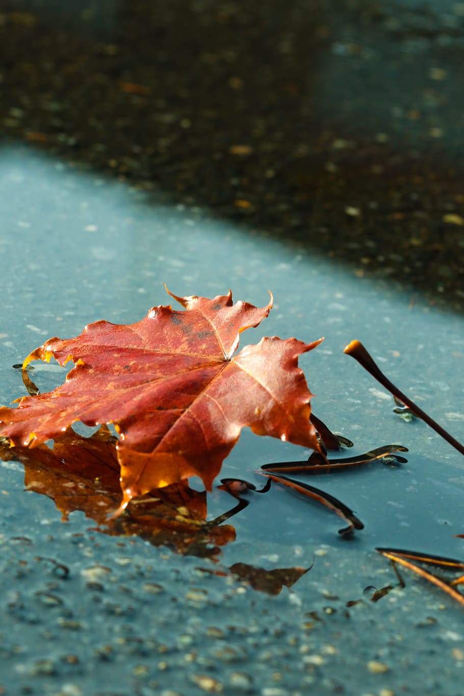 leaf, autumn, puddle, fall, nature, plant part, water, change HD wallpaper