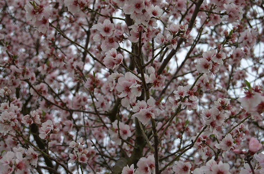 tree, blossom, bloom, spring, cherry blossom, pink, cherries HD wallpaper