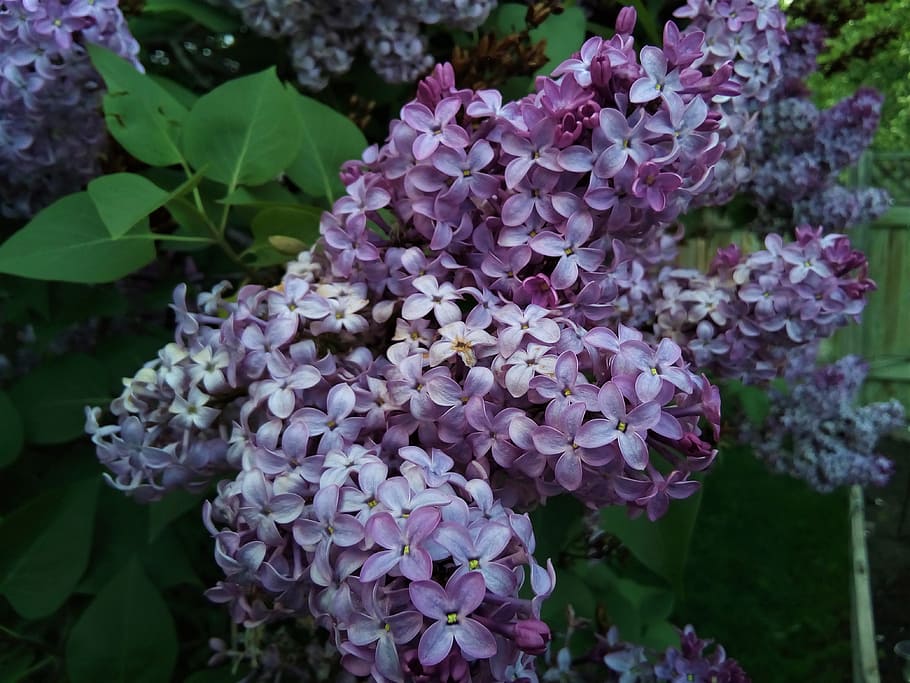 nature, flowers, petals, blur, bloom, blooming, blossom, close-up HD wallpaper