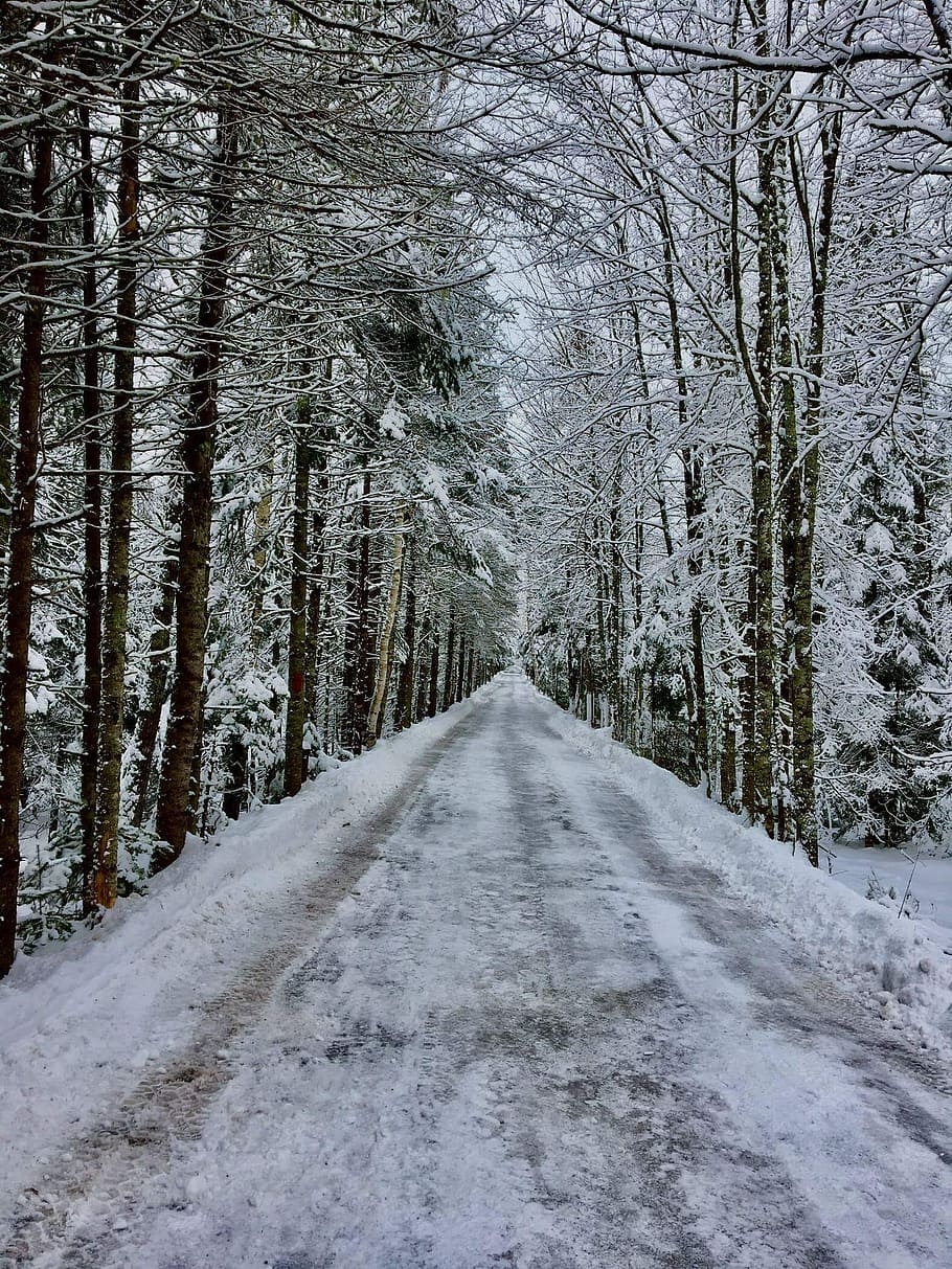 Irishtown Nature Park, road coated with snow, forest, branch