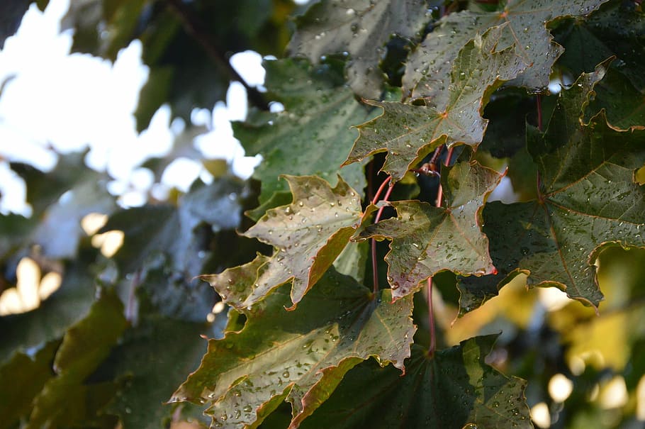 autumn, maple leaf, burgandy, nature, agriculture, grape, vine HD wallpaper