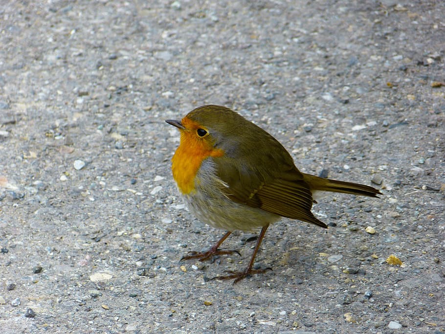 Robin, Bird, Animals, Erithacus Rubecula, beautiful, pretty HD wallpaper