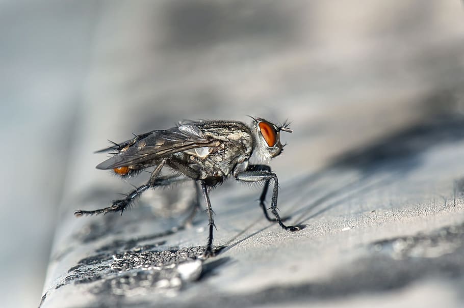 closeup photography of gray housefly on brown board, macro HD wallpaper