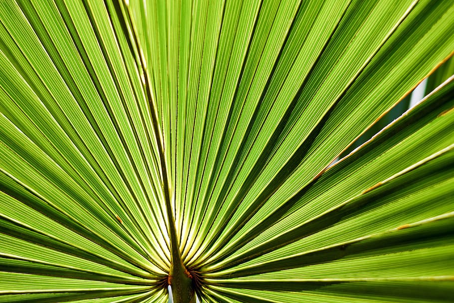 green fan palm, leaf, palm leaf, palmetto-palmetto, ordinary, HD wallpaper
