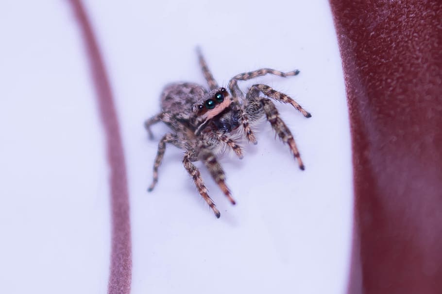 jumping spiders, insect, macro, color, detailed, magnification HD wallpaper