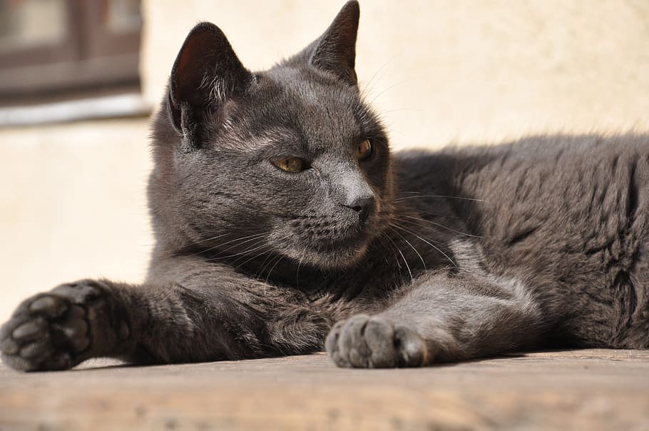 cat, attention, wild, mammal, animal, animal themes, one animal HD wallpaper