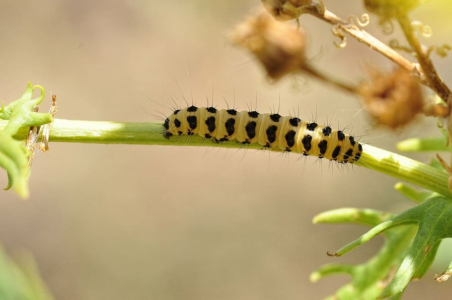 caterpillar, insect, bug, macro, colorful, stem, plant, butterfly HD wallpaper