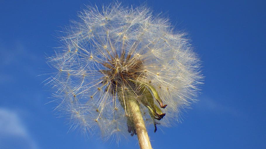 dandelion, nature, fluffy, summer, mag, outdoors, blue sky HD wallpaper