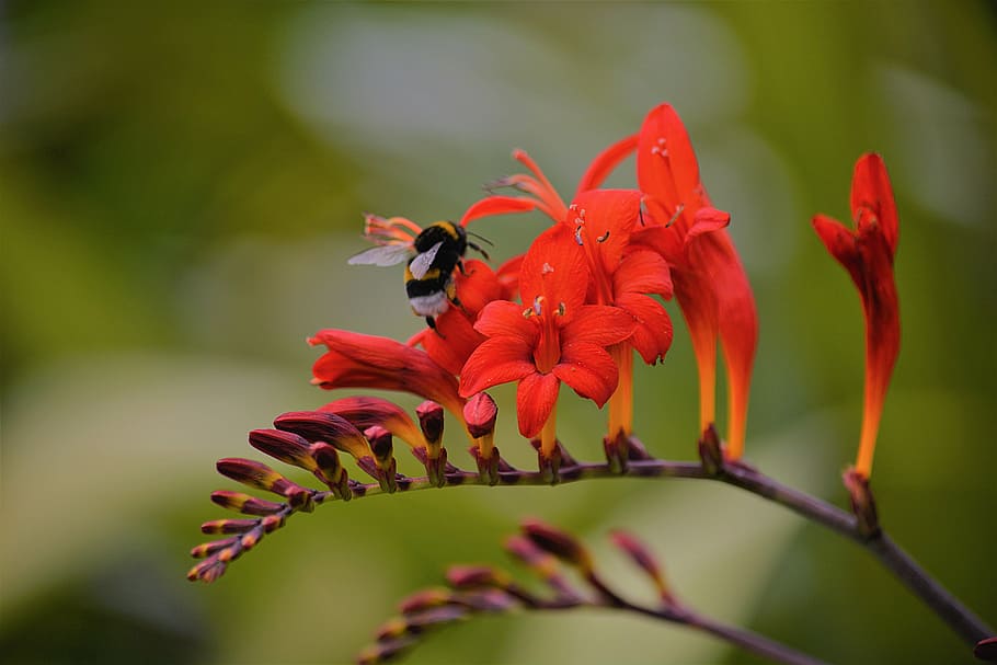 foraging, bourdon, insect, nature, summer, colors, flower, garden HD wallpaper