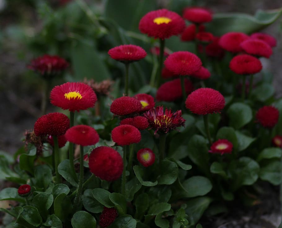 richard, red, flower, spring, beauty, garden, flowering plant HD wallpaper