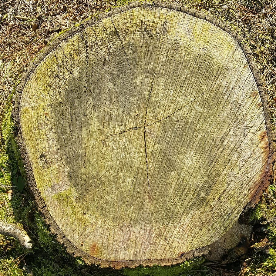 tree, nature, lives, stump, autumn, tree stump, bark, tree ring HD wallpaper