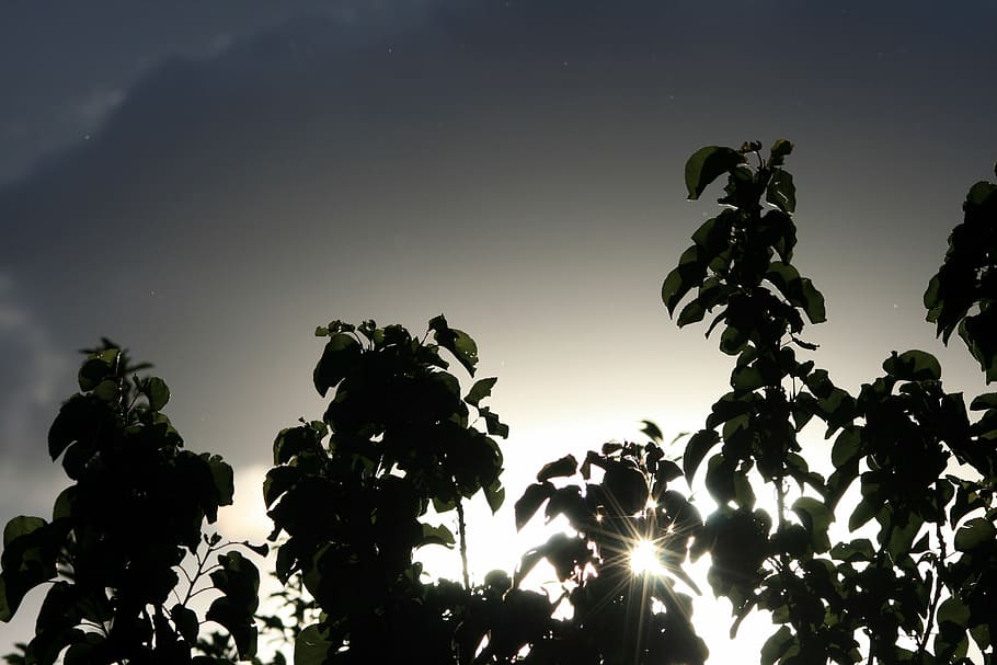 sun through trees, dark, shimmering, sky, light, diffuse, plant HD wallpaper