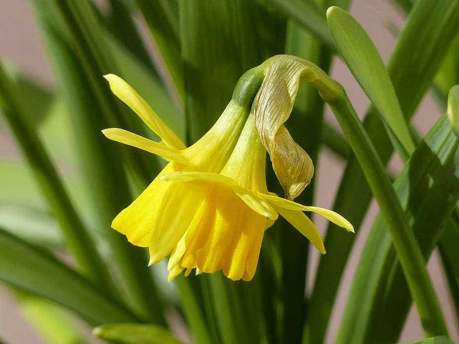 Easter lilies 1080P, 2K, 4K, 5K HD wallpapers free download | Wallpaper ...