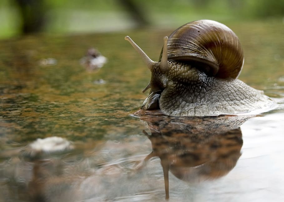 snail on beige and black marble top, shell, love for animals HD wallpaper