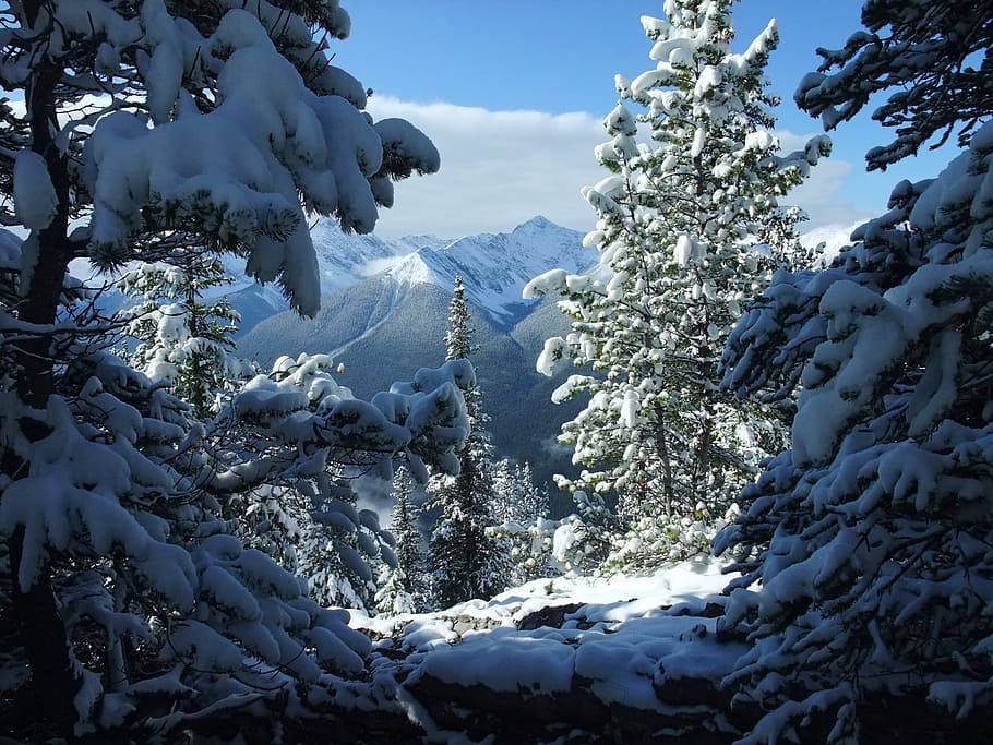 pinetrees with snow during daytime, banff, canada, winter, white HD wallpaper