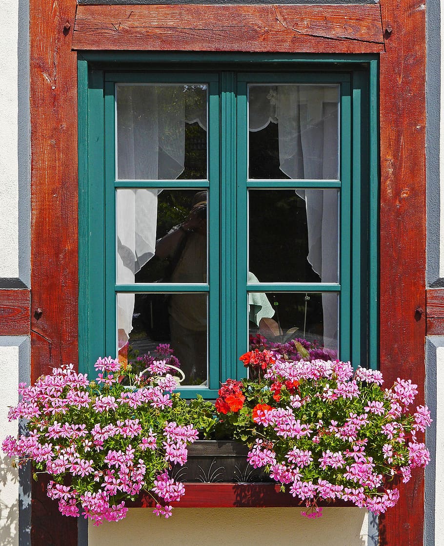 HD wallpaper: purple petaled flowers near blue framed glass windows ...