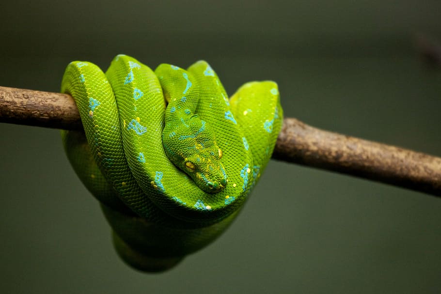 green pit viper on tree branch, animal, pet, python, reptile, HD wallpaper