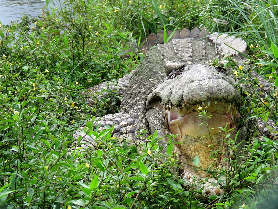 gray crocodile on grass, Gad, Cuba, Teeth, the mouth of the HD wallpaper