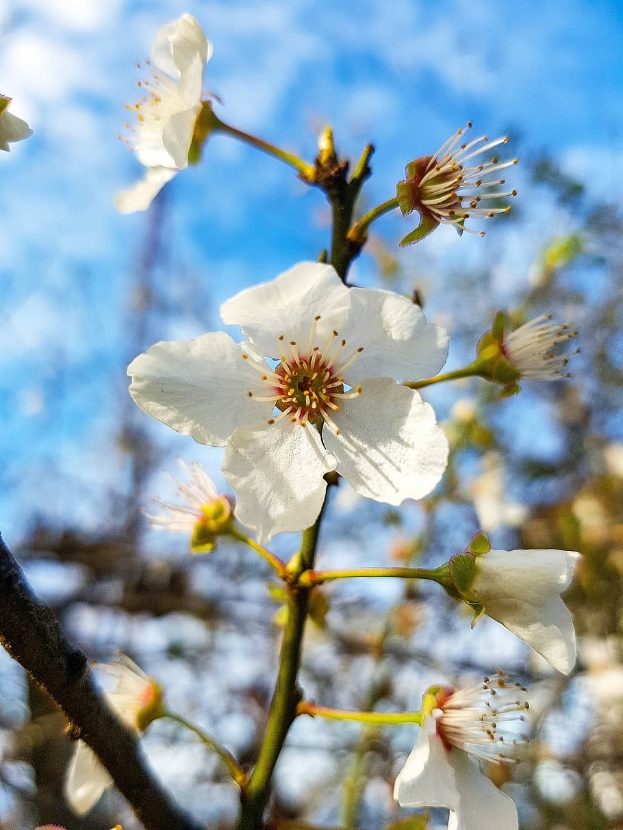 flower, branch, tree, nature, flowering plant, fragility, vulnerability HD wallpaper