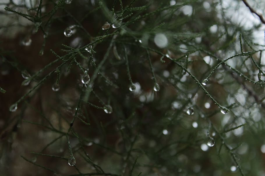tree, drops, nature, wet, plant, water, close-up, rain, beauty in nature HD wallpaper