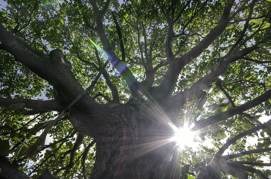 sun, sunlight, green, leaf, tree, organic, agriculture, outdoors HD wallpaper