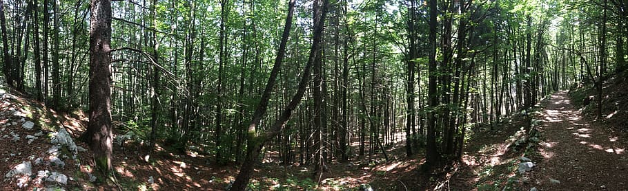 forest, mountain, hiking, into the woods, nature, mountains HD wallpaper