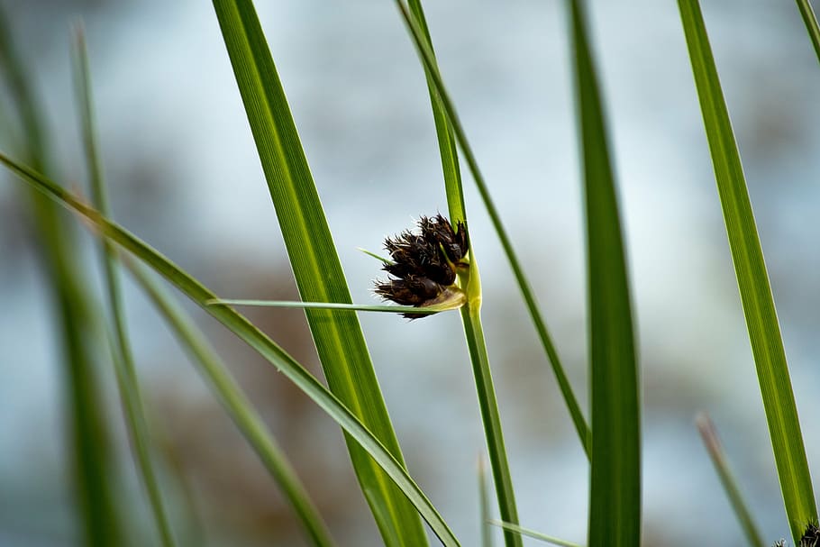 reed, nature, close, macro, incomplete, grass, grasses, green HD wallpaper