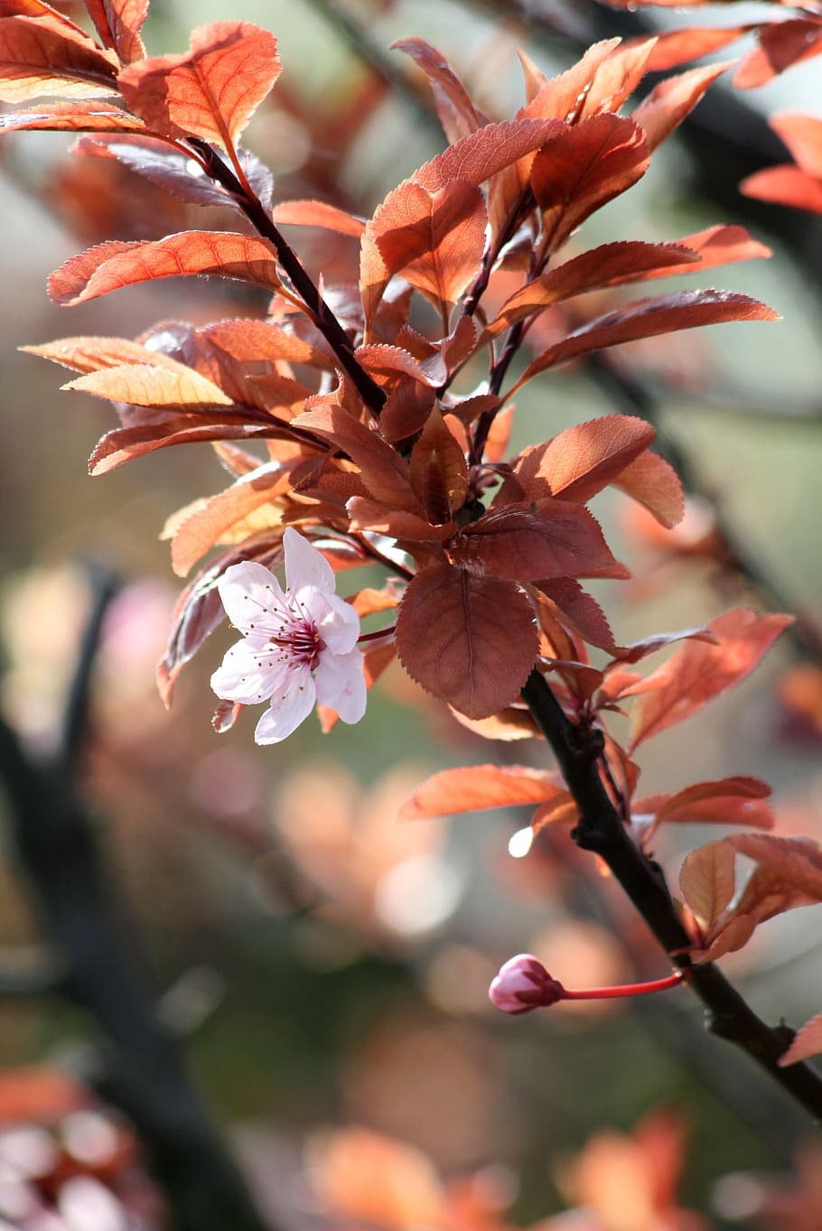 Spring, Flower, Pink, Bush, Bloom, sunshine, branch, tree, blossom HD wallpaper