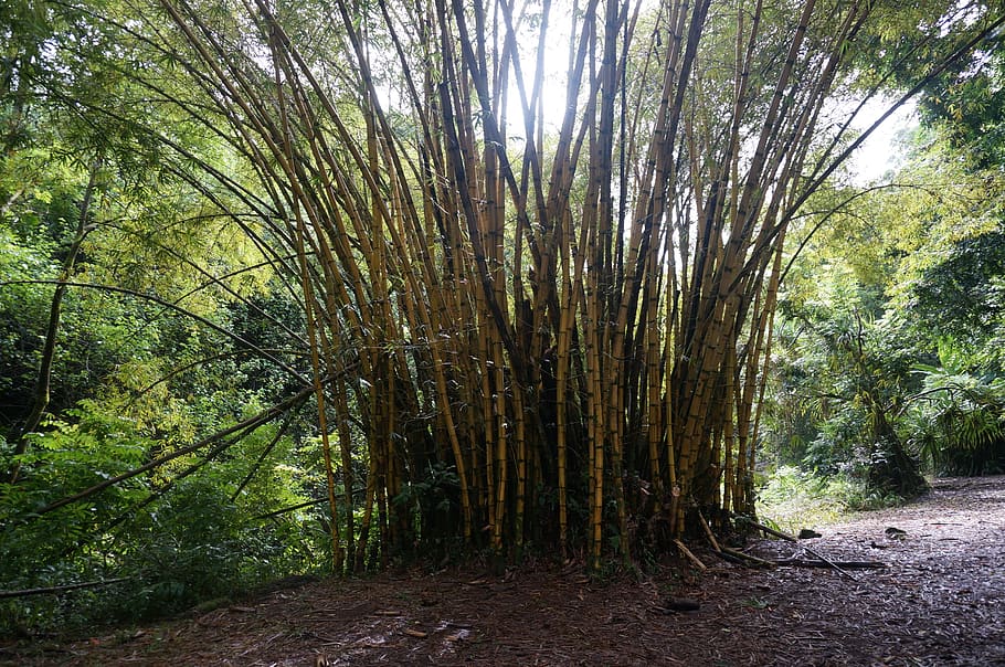 bamboo, forest, hawaii, tree, plant, growth, land, tranquility HD wallpaper