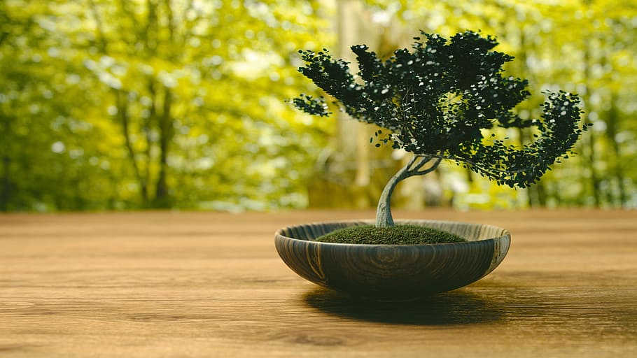 potted green bonsai plant on brown surface, tree, little tree HD wallpaper