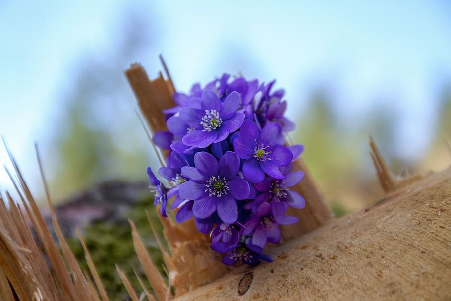 purple flowers, hepatica, log, forest, wood, nature, plant, forest flower, HD wallpaper