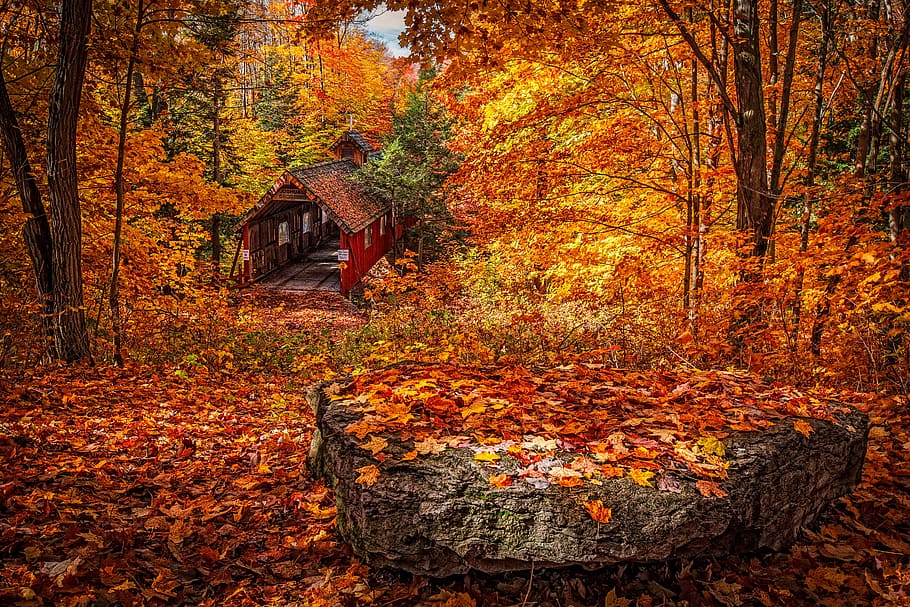 wooden house in forest during day, maple leaves on gray concrete, HD wallpaper