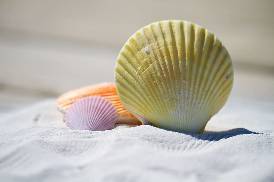 brown, pink, and orange clamps on white sand, shells, massage HD wallpaper