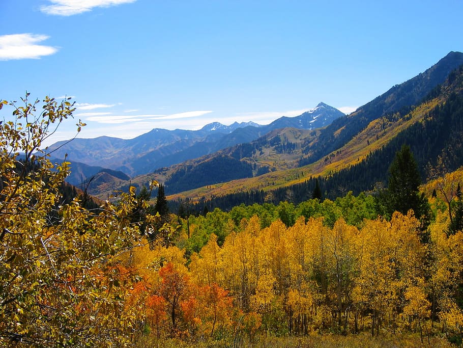 brown and green trees under blue sky, Forest, Autumn, Fall HD wallpaper