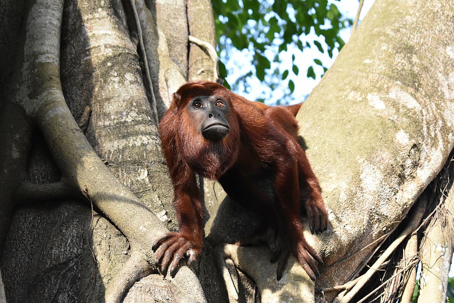 mono colorao, primate, monkey, mammals, animals, nature, wild animal HD wallpaper