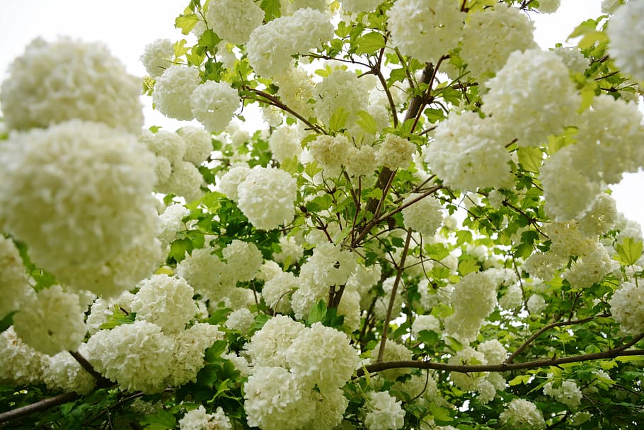 flower, white, nature, flowering plant, beauty in nature, freshness HD wallpaper