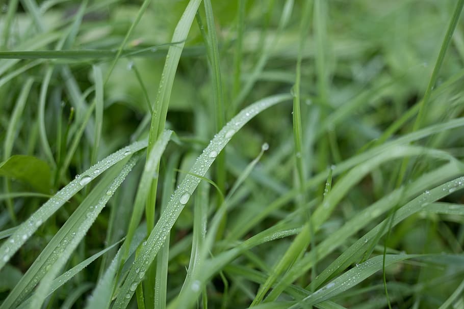 grass, wet, cold, green, drip, morgentau, dew, nature, meadow HD wallpaper