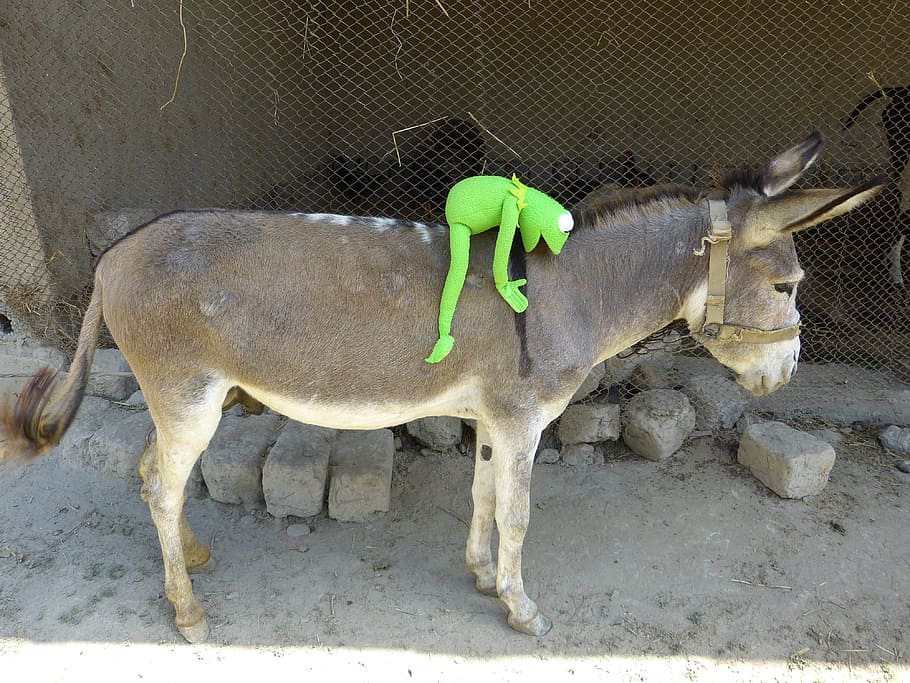 Kermit, Frog, Donkey, Ride, beast of burden, animal themes HD wallpaper