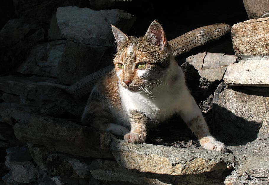 cat, animals, home, predator, mammal, pets, domestic cat, domestic animals HD wallpaper