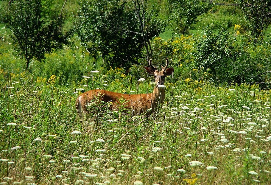 animal, deer, stag, tree, flower, nature, plant, animal themes HD wallpaper