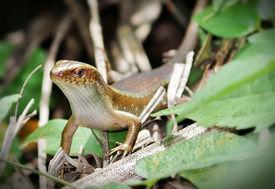 Lizard, Search, eating, one animal, animals in the wild, animal themes HD wallpaper