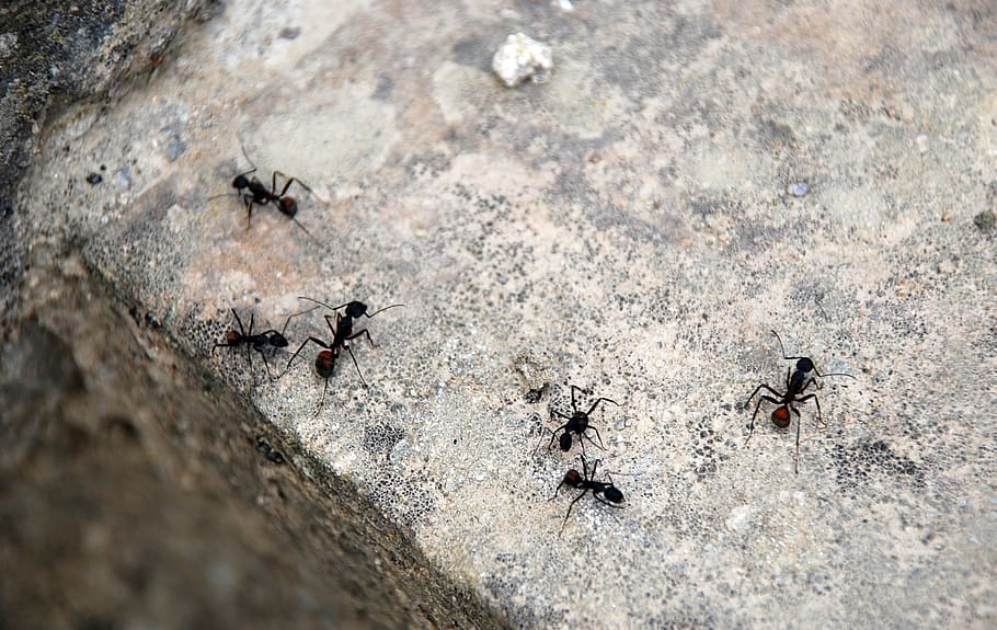 ants, animals, stone, insect, animal themes, invertebrate, animals in the wild HD wallpaper
